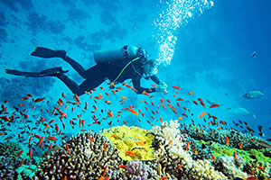 Snorkeling and Diving in Hikkaduwa